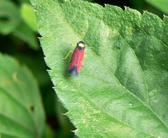 Erythrogonia dorsalis