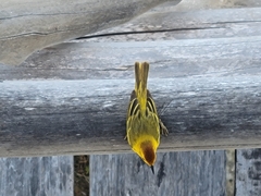 Setophaga petechia rufivertex