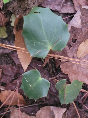 Leatherleaf mahonia (Berberis bealei)