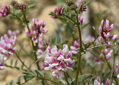 Hosackia stipularis ottleyi