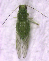 Tinocallis ulmiparvifoliae