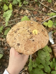 Butyriboletus persolidus