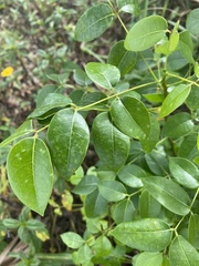 Magnoliopsida