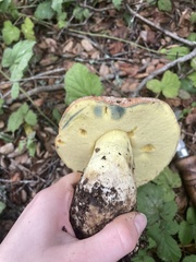 Butyriboletus persolidus