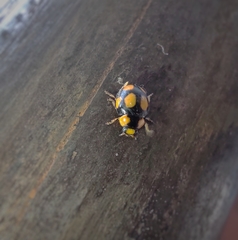 Brachiacantha bistripustulata