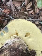 Butyriboletus persolidus