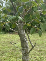 Swietenia mahagoni