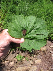 Geum laciniatum