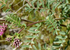 Hosackia stipularis ottleyi