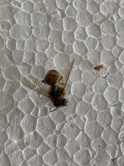 Apis mellifera