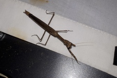 Coenomantis kraussiana