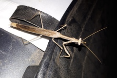 Coenomantis kraussiana