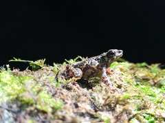 Leptophryne javanica