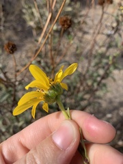 Helianthus gracilentus