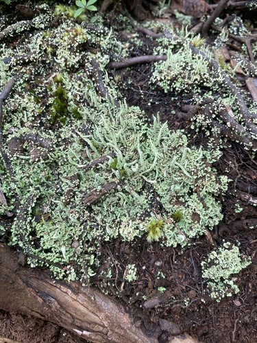 Cladonia coniocraea observed 2021-11-18
