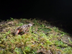 Leptophryne javanica
