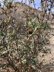 Helianthus gracilentus