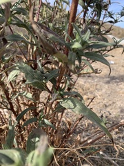 Helianthus gracilentus