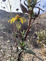 Helianthus gracilentus
