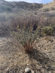 Helianthus gracilentus