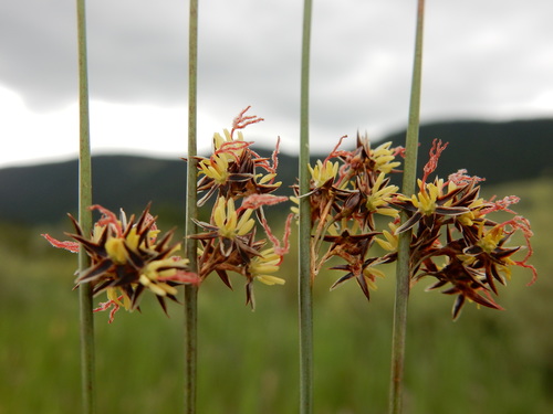 Baltic rush (Juncus balticus)