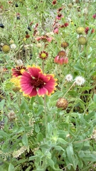 Gaillardia pulchella