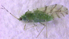 Tinocallis ulmiparvifoliae