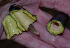 Endiandra longipedicellata