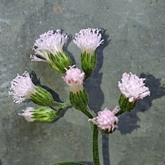 Cyanthillium cinereum
