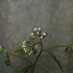 Cyanthillium cinereum