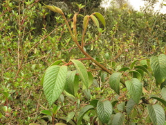 Rubus bogotensis