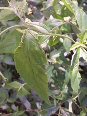 Varronia dichotoma