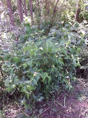 Varronia dichotoma