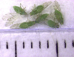 Tinocallis ulmiparvifoliae