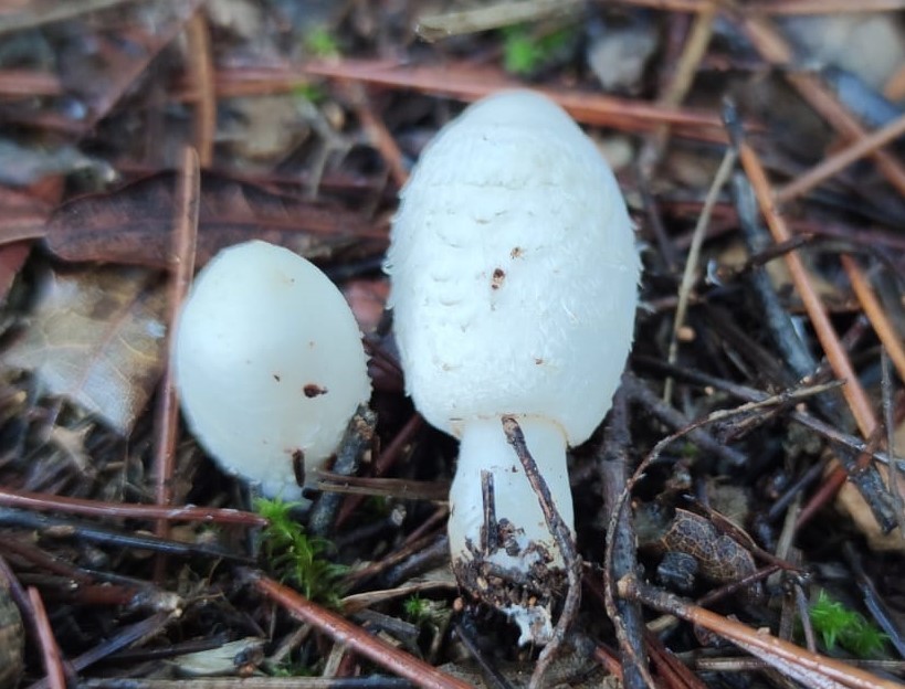Coprinus pinetorum