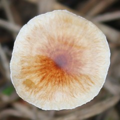 Crinipellis scabella