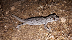 Strophurus intermedius