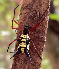 Micrathena kirbyi