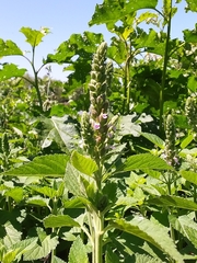 Teucrium vesicarium