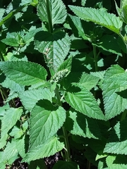 Teucrium vesicarium