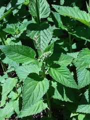 Teucrium vesicarium