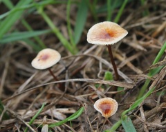 Crinipellis scabella