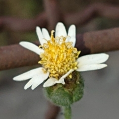 Tridax procumbens