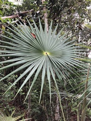 Coccothrinax barbadensis
