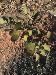 Azara integrifolia