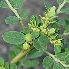 Phyllanthus amarus