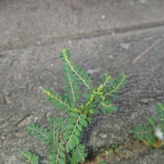 Phyllanthus amarus