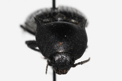 Selatosomus semimetallicus