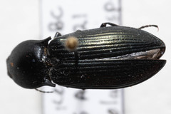 Selatosomus semimetallicus
