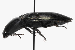 Selatosomus semimetallicus